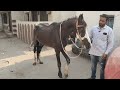 chance ke ghode in Hyderabad | Mujahed Bh ke stallion horses | saste marwadi ghode