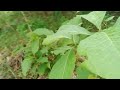 nekat sendirian!!😱😱 datang ke ladang jagung 🌽 kayak di keroyok tapi