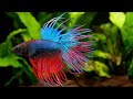 10 Most Beautiful Betta Fish in the World