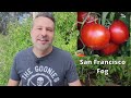 Best Tomato to Grow in YOUR Zone