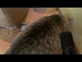 Interview with the world’s fluffiest cat
