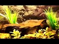 Beautiful Mixed Barb Tropical Fish Aquarium