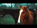 Amazing 4K Landscapes of Horses - Relax - Calm - Increase well being.