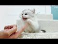 Adorable Little Munchkin Kitten!