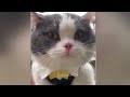 The ULTIMATE Cat and Dog Videos!🤣FUNNIEST Pets😹🐶