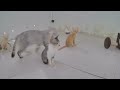 ❤️ Funniest Cats and Dogs Videos 😸😻 New Funny Animals 2024 🤣🤣