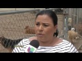 Dog Rescue 300 dogs in Mexico need help  / Adoptions /Donate