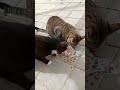 FEEDING STREET CAT 🐈