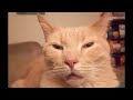 UNEXPLAINABLE Behaviour of Orange Cats