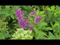 Showy Tick Trefoil - Native Plant Profile