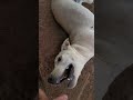 dog crying sound effect (pretend crying for making video) #dogcrying
