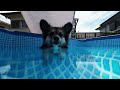 愛犬に買って良かったプール　The perfect pool for my dog #犬 #dog