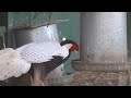 Different Types Of Pheasants At E. E. Wilson Viewing Area