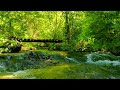 Calming Rapid River Sound To Sleep Immediately With Forest White Noise Meditation Spa Zen Work Relax