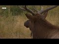 Rival Male Elk Rut for Supremacy | Yellowstone | BBC Earth