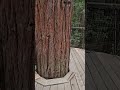 Redwoods Treeway