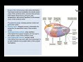 Anatomy of the Diencephalon - Dr. Ahmed Farid