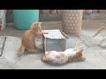 Best Ever Cute Cat Funny Video 2023 #3 try not to laugh 🤣