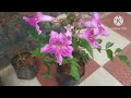 Nursery visit/flowering plants/new additon to my garden