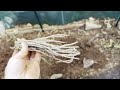 Planting Asparagus and turning compost in Winter