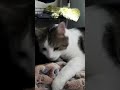 Catty cleaning his elbow
