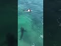 Surfers have no idea a Great White Shark is below them