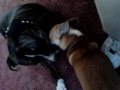 Chihuahua and staffy play