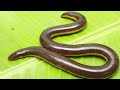 A Reeeally Long Video About Vertebrates