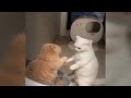 😸 Best Cats and Dogs Videos 🐈 Best Funny Animals 2024 😘