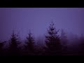 Sounds for Deep Sleep~Rain & Thunder in Pine Forest,Fog,Swaying Branches in Wind~Ultimate Relaxation