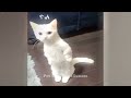 CLASSIC Dog and Cat Videos 🐱🐤😻 1 HOURS of FUNNY Clips 🐶