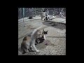🐱🐕 Funniest Cats and Dogs Videos 😆🤣 Best Funny Animals 2024 #18