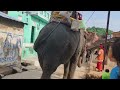 आज हमारे गाँव में हाथी आया Today an elephant came to our village￼￼