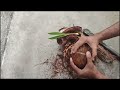 தேங்காய் பூ வளர்ப்பது எப்படி | How to make coconut flower at home | தேங்காய் பூ