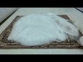 Sewer Overflow - lncredible dirty Carpet Cleaning Satisfying - Satisfying Video, ASMR Cleaning