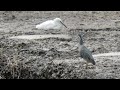 ハクチョウ、カワウ、ウミネコ、コサギ、ササゴイ（梅雨明け前の広瀬川シリーズ２）