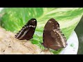 WITH THE BUTTERFLIES: 4K Journey for Calm, Learning, and Meditation