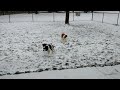 Sudo and Bogey in the snow