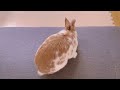 There is a room that the rabbit desperately wants to go to