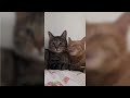 12 Minutes of Funny Cat Videos - Part 221