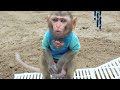 Monkey Baby Bon Bon eat jelly fruit ice cream and naughty with ducklings in the swimming pool