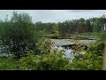 a Bird sounds , Leak and green Bushes with Forest Trees #nature #tree #bushes #birds #leak #harmony