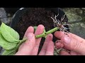 The technique of breeding hydrangeas quickly took root