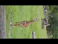 Young Giraffe @ Brevard Zoo