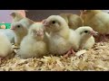 GORGEOUS LITTLE CHICKENS ENJOY THEIR FIRST DAY OF LIFE//#chicks #ruralfarming #queenslandaustralia