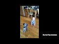 Cute Dog and Kid do the same trick!