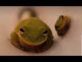 The Froggo Brothers Theme