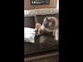 Cat bullies husky