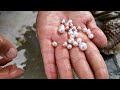 20 pcs of PEARLS found on one CLAMP | Massive pearl | #ocean #fishing #pearl #nature