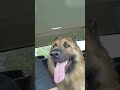 German Shepherd Panting                                                    💥RANGER💥